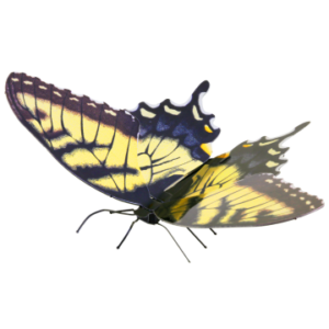 MAQUETA 3D METAL FASCINATIONS MARIPOSA TIGER SWALLOWTAIL MONTAJE SIN PEGAMENTO NI SOLDADURA